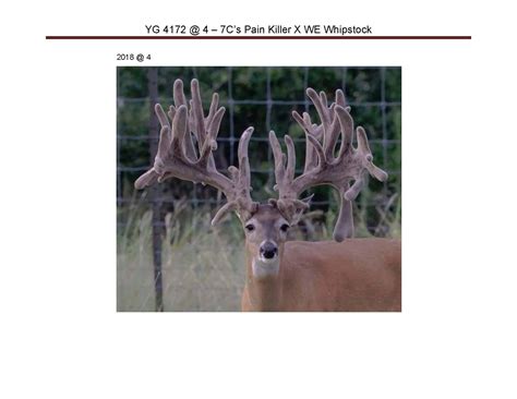 M3 Whitetails Deer For Sale Deer Breeder In Texas Whitetail Deer For Sale