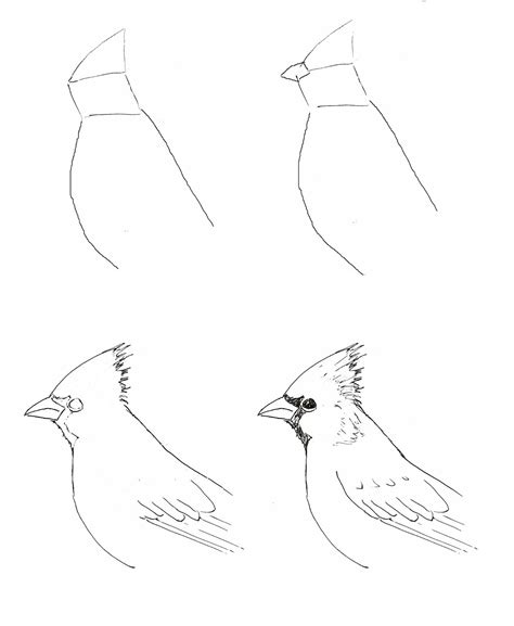 How to draw a real bird? Art class ideas: Cardinals