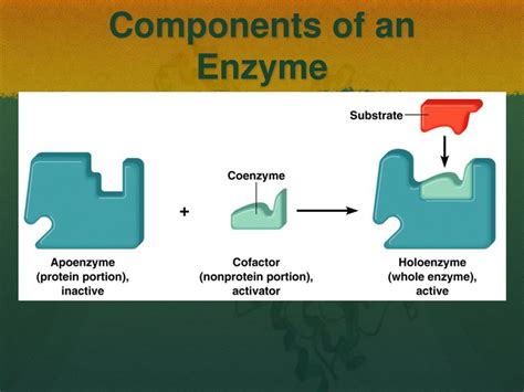 Ppt Enzymes A Brief Introduction Powerpoint Presentation Free