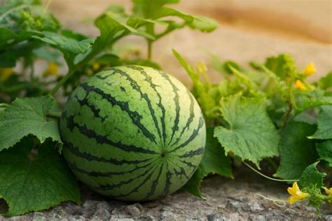 wassermelone pflanzen tipps zum anbau im garten plantura