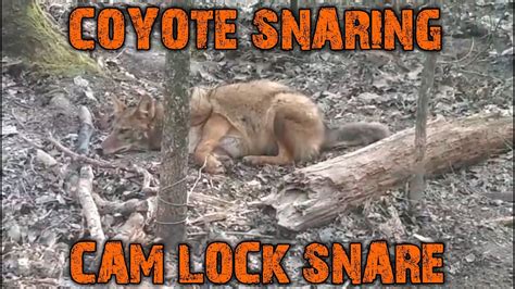 COYOTE SNARING WITH THE CAM LOCK SNARE SNARE TRAP SURVIVE YouTube