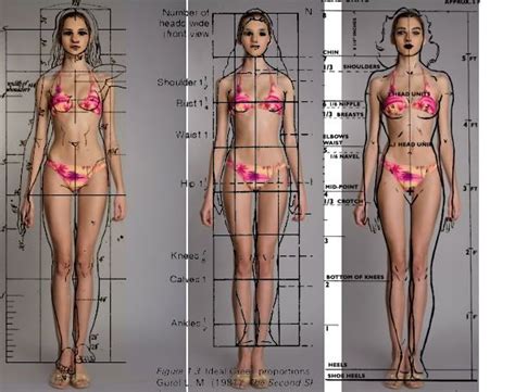Ideal Female Anatomy Proportions Female Anatomy Human Anatomy Female