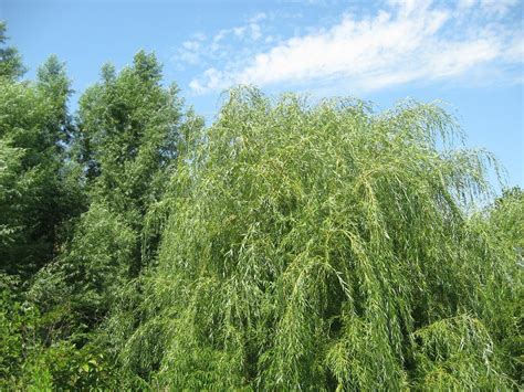 Fast Growing Weeping Willow Trees