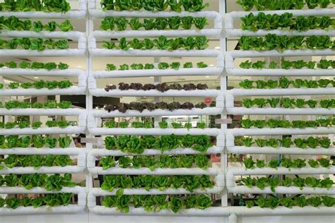 Everything You Need To Know About A Vertical Hydroponic Garden The