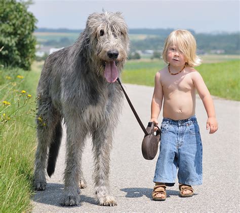 22 Little Kids And Their Big Dogs Bored Panda