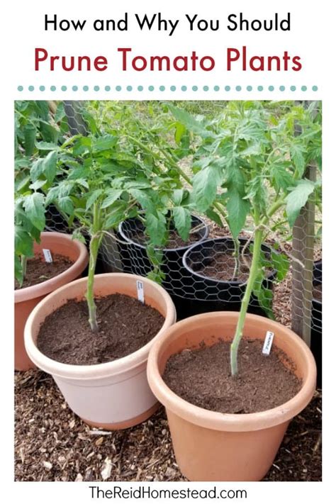 How And Why You Should Prune Tomato Plants