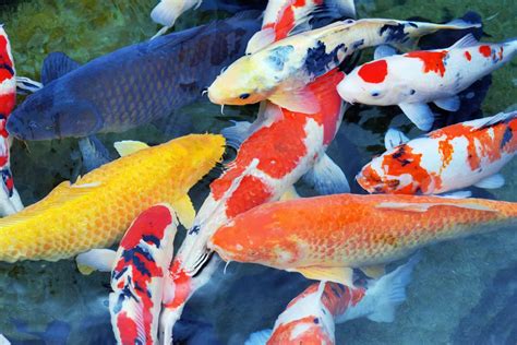 Types Of Koi Lets Explore These Fascinating Fish