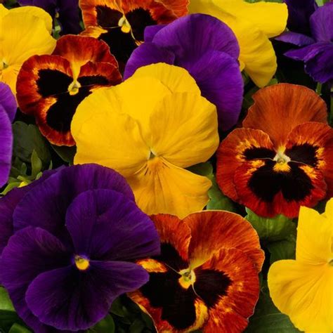 Majestic Giants Ll Autumn Mix Pansy Seeds Park Seed