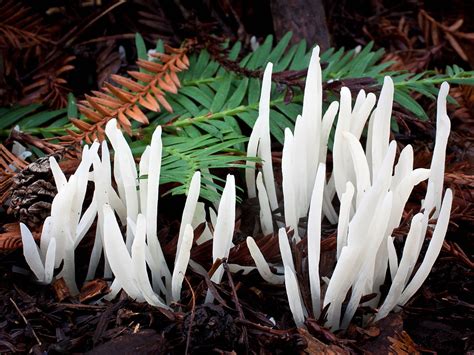 California Fungi Clavaria Fragilis