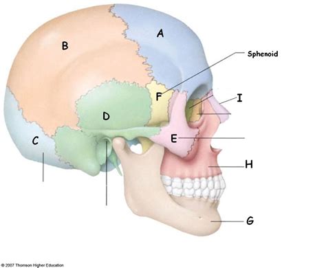 Cranial Bones Diagram Quizlet