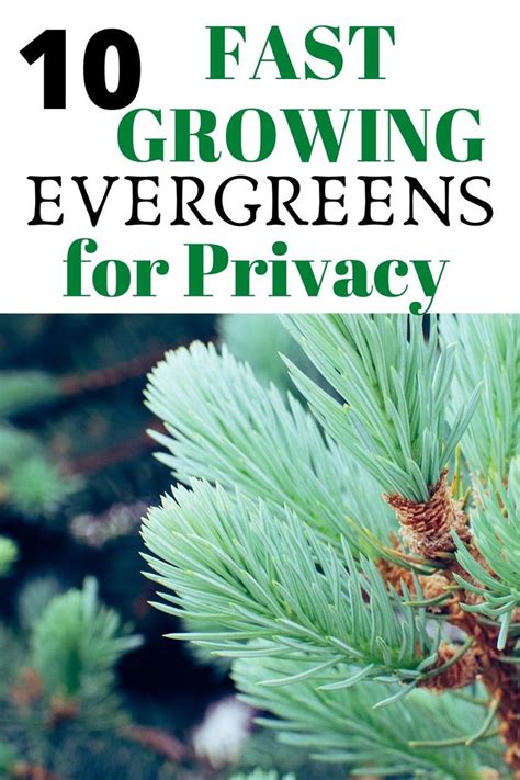10 Fast Growing Evergreen Trees For Privacy Garden Down South In 2020