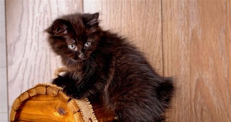 5 Things To Know About American Bobtails Petful