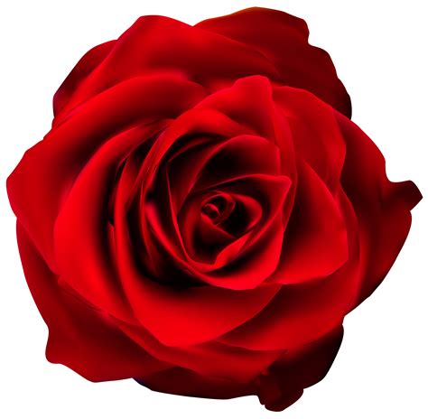 Rosas Rojas Png Rose Png Rosas Rojas Fondo Transparente Full Size Png