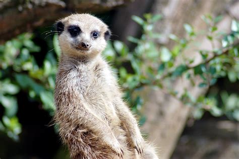 Zoom erlebniswelt in gelsenkirchen 2019 ein kleiner ausschnitt vom schönen erlebnispark asien,africa und alaska mit. Erdmännchen - Wächter der Wüste im Zoom Gelsenkirchen ...