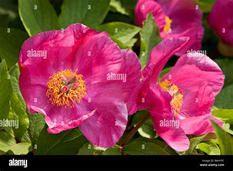 Pink Chinese Tree Peony Flowers In Bloom In Spring In Sussex Uk Stock