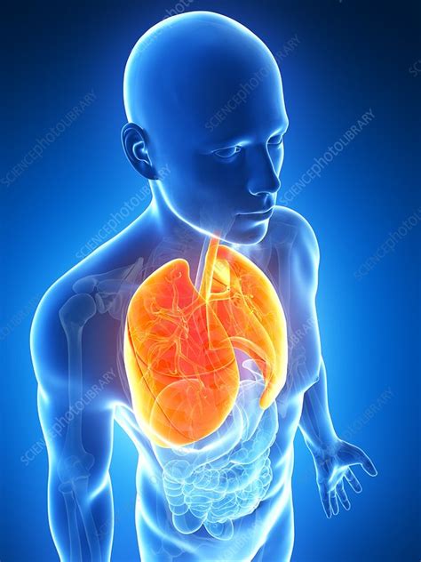 Human Lungs Artwork Stock Image F0096606 Science Photo Library