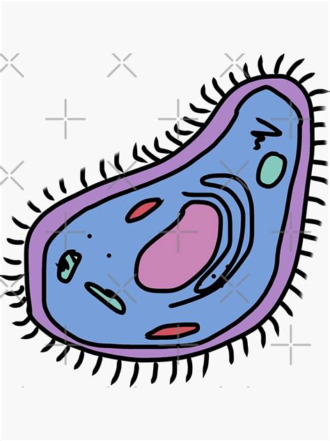 Colorful Eukaryotic Cell Clipart Sticker By Junelight19 Redbubble