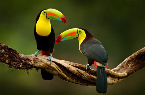 Tropical Birds Images