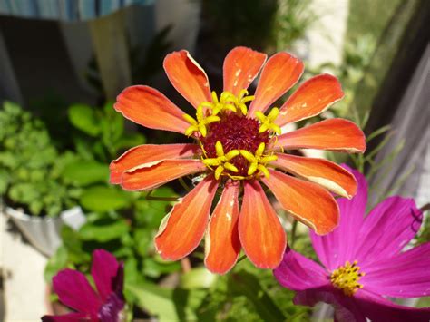 Most beautiful flowers to grow. The most beautiful wild flower Ive ever grown! | Wild ...