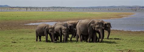 Kaudulla National Park Attractions In Sigiriya Love Sri Lanka