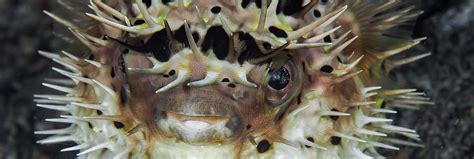 Pufferfish Photo Taken In Indonesia Jacks November 2021 Underwater