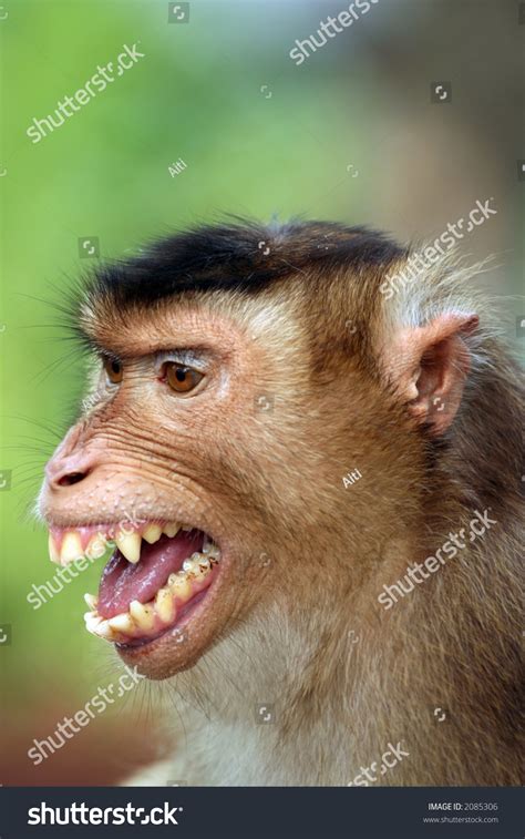 Smiling Monkey Stock Photo 2085306 Shutterstock