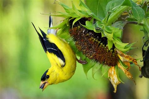 10 Important American Goldfinch Facts For Bird Watchers