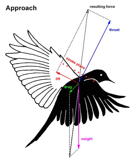 A Black Bird Flying Through The Air With An Arrow Pointing To Its Wing