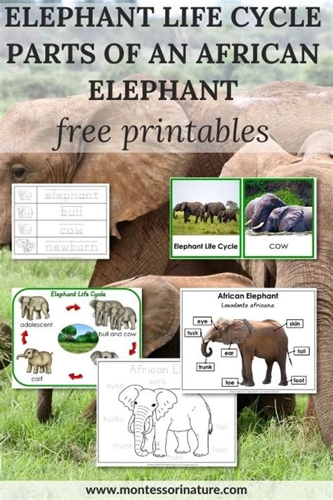 Elephant life Cycle and Parts of an African Elephant - Free Printable