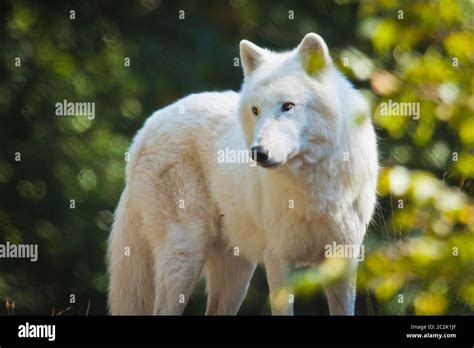 Arctic Wolf Canis Lupus Arctos Stock Photo Alamy