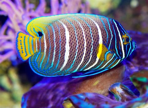 Blueface Angelfish Jigsaw Puzzle In Puzzle Of The Day Puzzles On