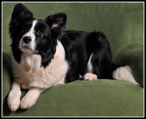 50 Free Pictures Of Cute Border Collie Puppy Royalty Free Images Hubpages