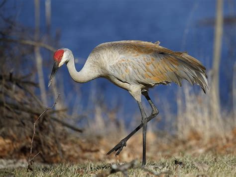 Do Sandhill Cranes Mate For Life Birdfact