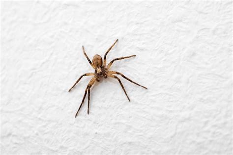 Most Common Types Of House Spiders