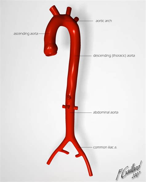 Descending Aorta Thoracic Aorta Anatomy Function Diagram Body Maps My XXX Hot Girl