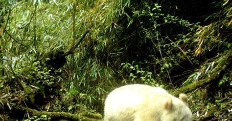 Rare Albino Panda Caught On Camera In China State Media Breitbart
