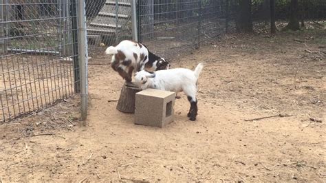 Baby Goats Playing July 7 2017 2 Weeks Old Youtube