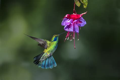 If you see that 7 little words received update, come to our website and check new levels. Photographing Hummingbirds in Flight | Really Right Stuff Blog