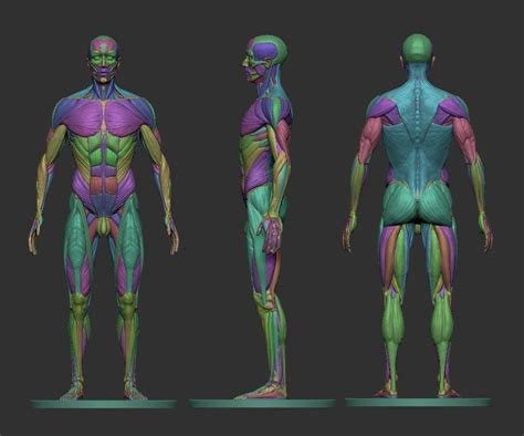 Male Ecorche Human Anatomy Reference 3d Model 3d Printable Stl