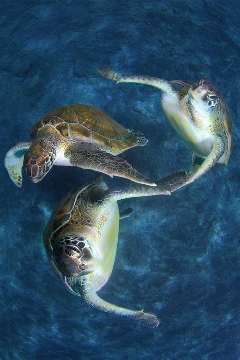 Synchronized Swimming Turtles Gagdaily News