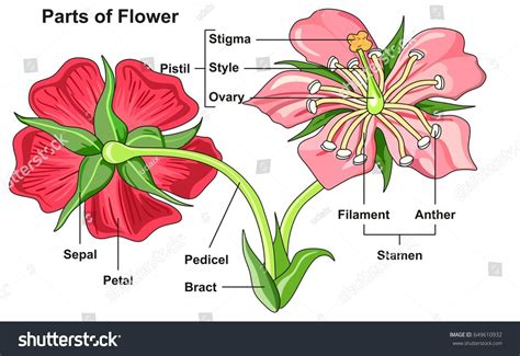 Draw And Label A Hibiscus Flower