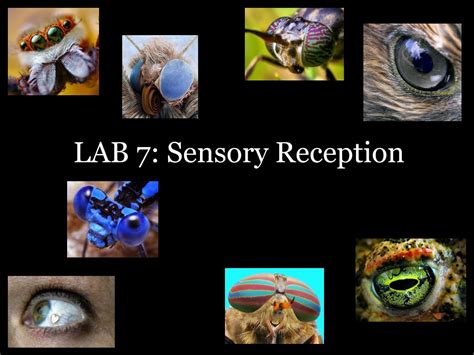 Ppt Lab 7 Sensory Reception Powerpoint Presentation Free Download