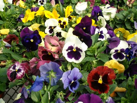 Top 10 Most Popular Flowers To Plant In Your Garden