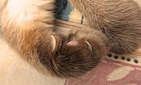 Tips For Trimming A Wiggly Cats Claws By Yourself