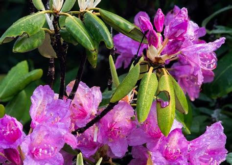 The Remarkable Rhododendron Ramble Caldwell Journal