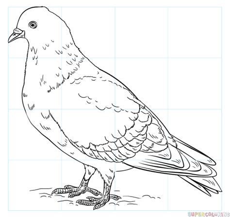 How To Draw A Pigeon Step By Step Drawing Tutorials