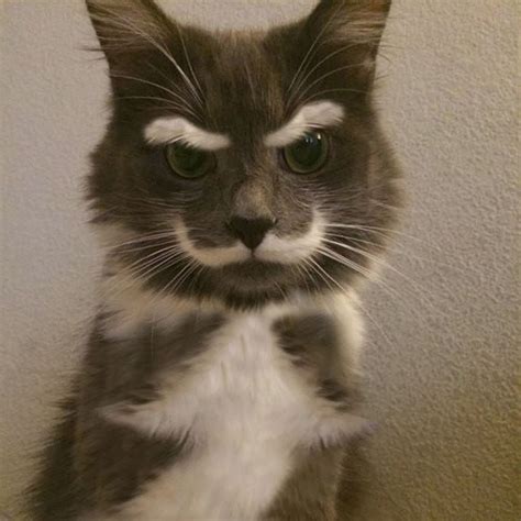 Looks Like The Official Cat For Reddit Funny