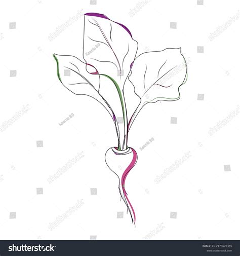 Linear Drawing Beets Vector Illustration Red Stock Vector Royalty Free 2173625365 Shutterstock