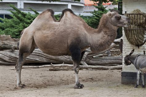Bactrian Camel Eating Hay from Feeder at the Artis Royal Zoo | ClipPix