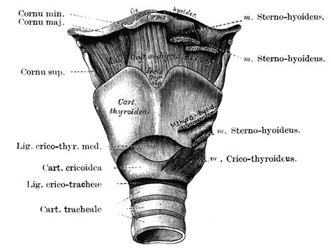 Human Larynx Clipart Etc